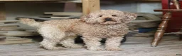 Schnoodle dogs for sale: Willow - Ad 6
