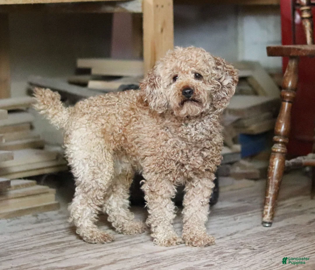 Schnoodle dogs for sale: Willow - Ad 6