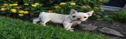 French Bulldog dogs for sale: Sonya  - Ad 4