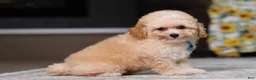 Miniature Poodle dogs for sale: Denver (AKC) - Ad 7