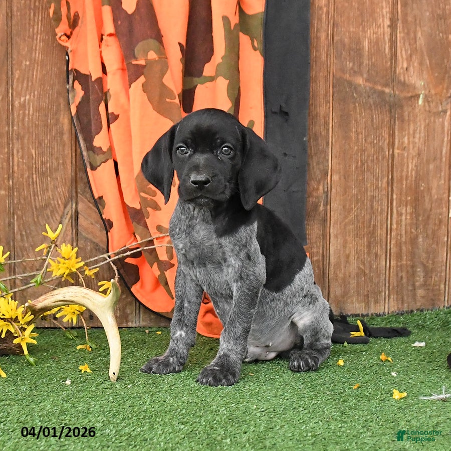 German Shorthaired Pointer dogs Liberty - Ad 1