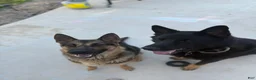 German Shepherd dogs for sale: Wendy - Ad 4
