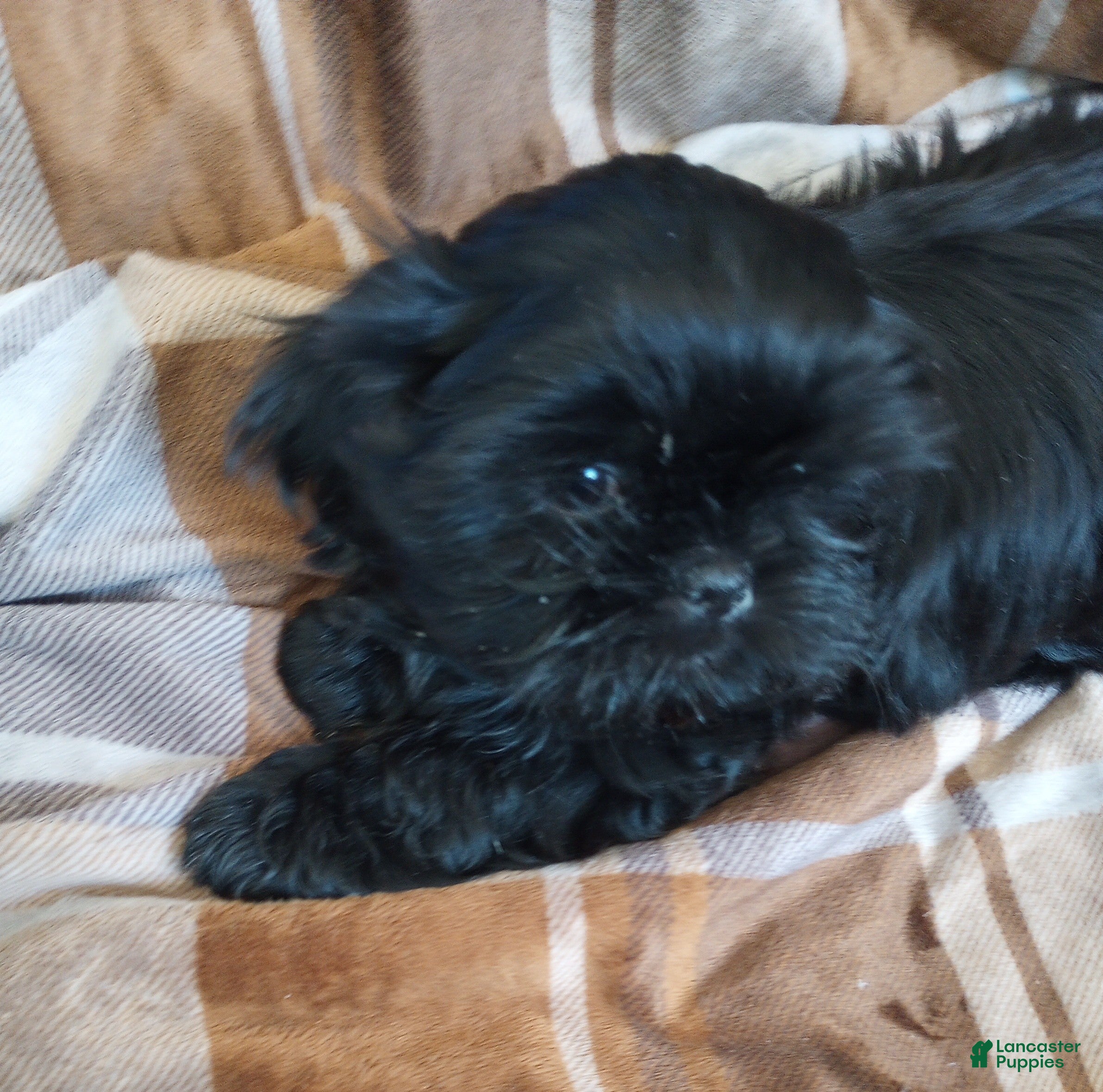 Shih Tzu dogs Shih Tzu Puppy 3 - Ad 1