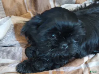 Shih Tzu dogs Shih Tzu Puppy 3 - Ad 1