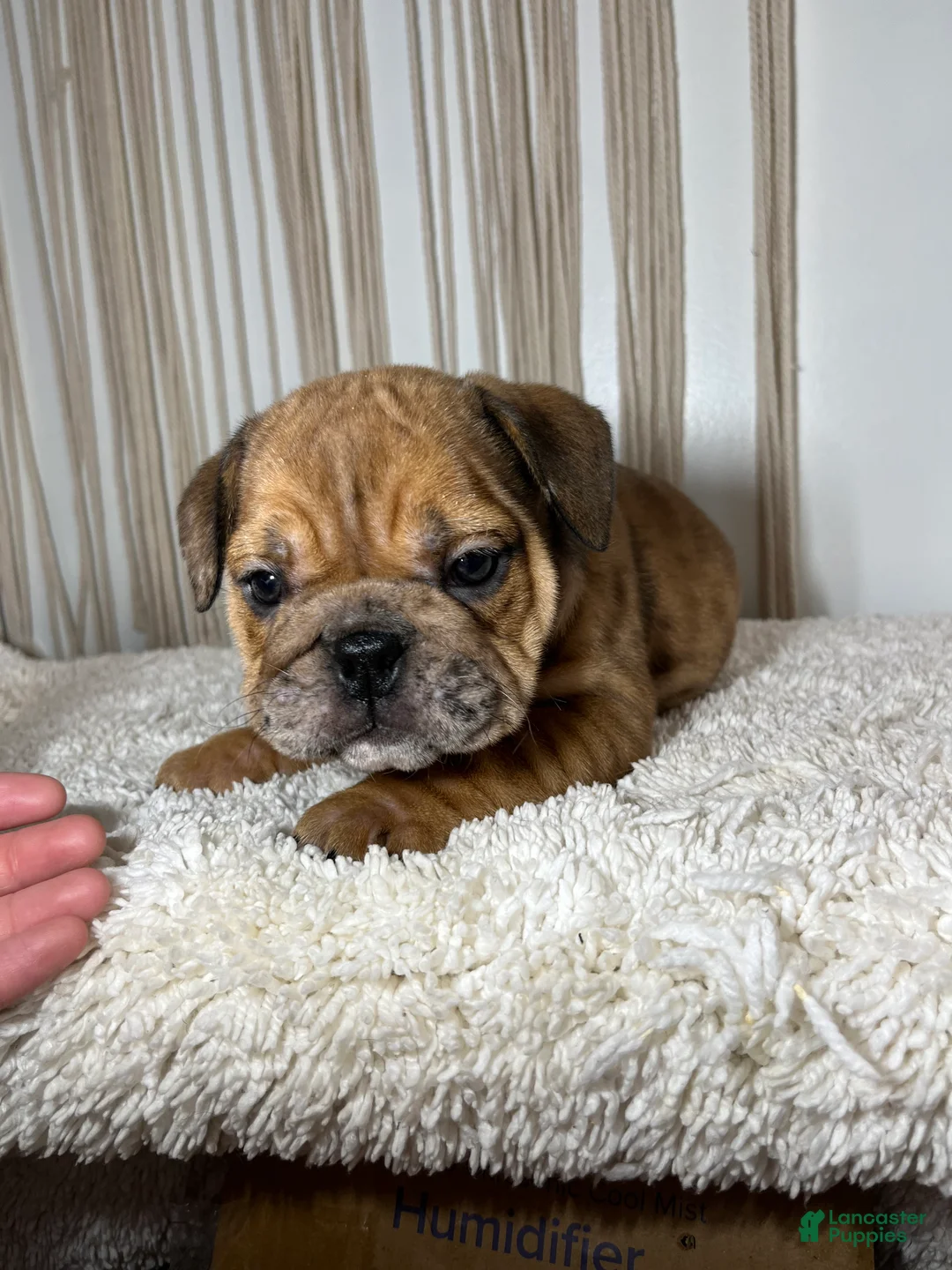 English Bulldog dogs for sale: Mila - Ad 4