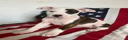 American Bully dogs for sale: American Bully 4.   (Nebula) - Ad 3