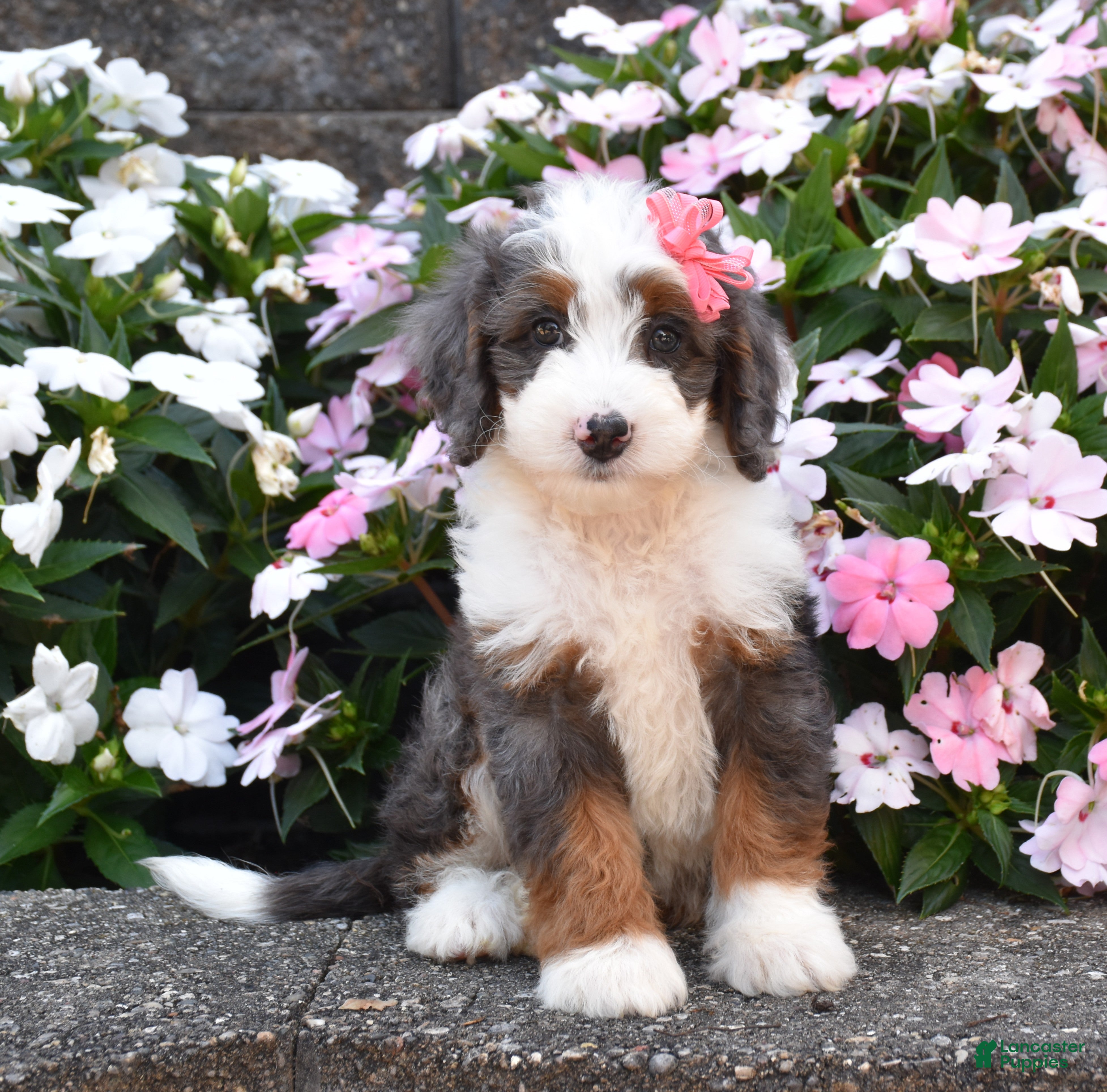 Mini Bernedoodle dogs Brinxly - Ad 2