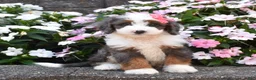 Mini Bernedoodle dogs for sale: Brinxly - Ad 2