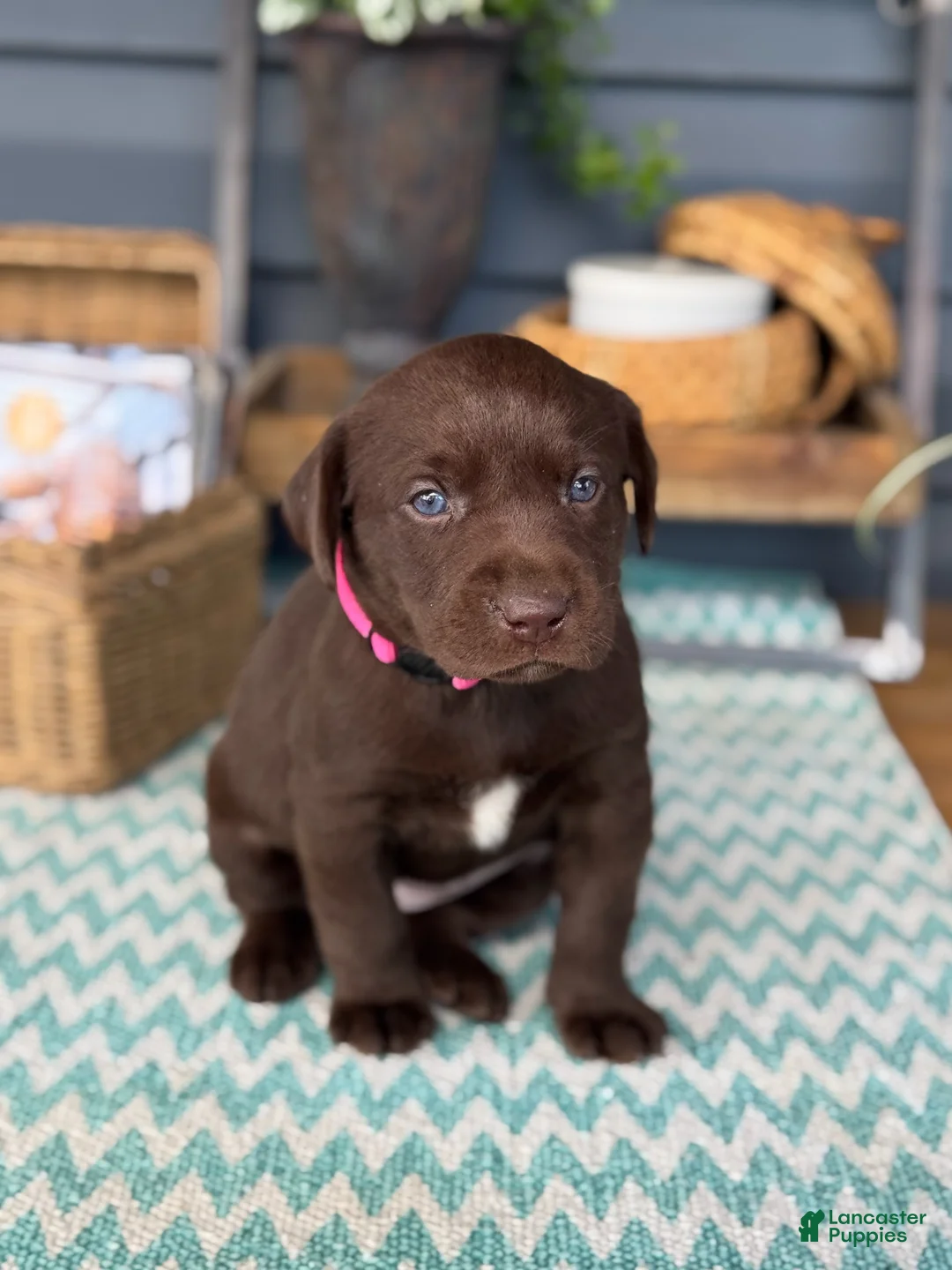 Labrador Retriever dogs for sale: Daisy - Ad 2