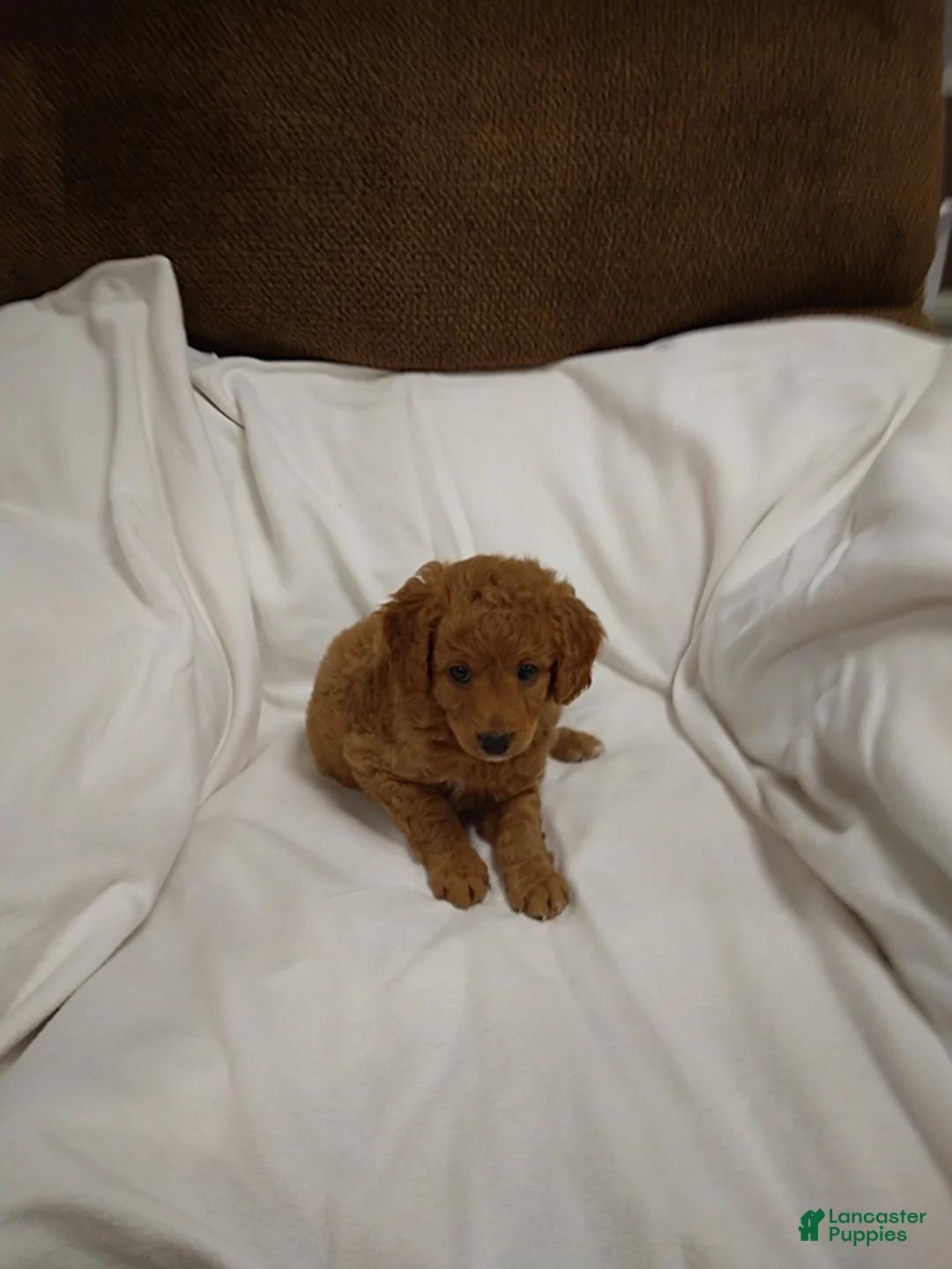 Mini Goldendoodle dogs for sale: Dutton - Ad 2