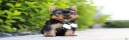 Yorkshire Terrier dogs for sale: Mitchell - Ad 5