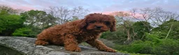 Cavapoo dogs for sale: Henry - Ad 22