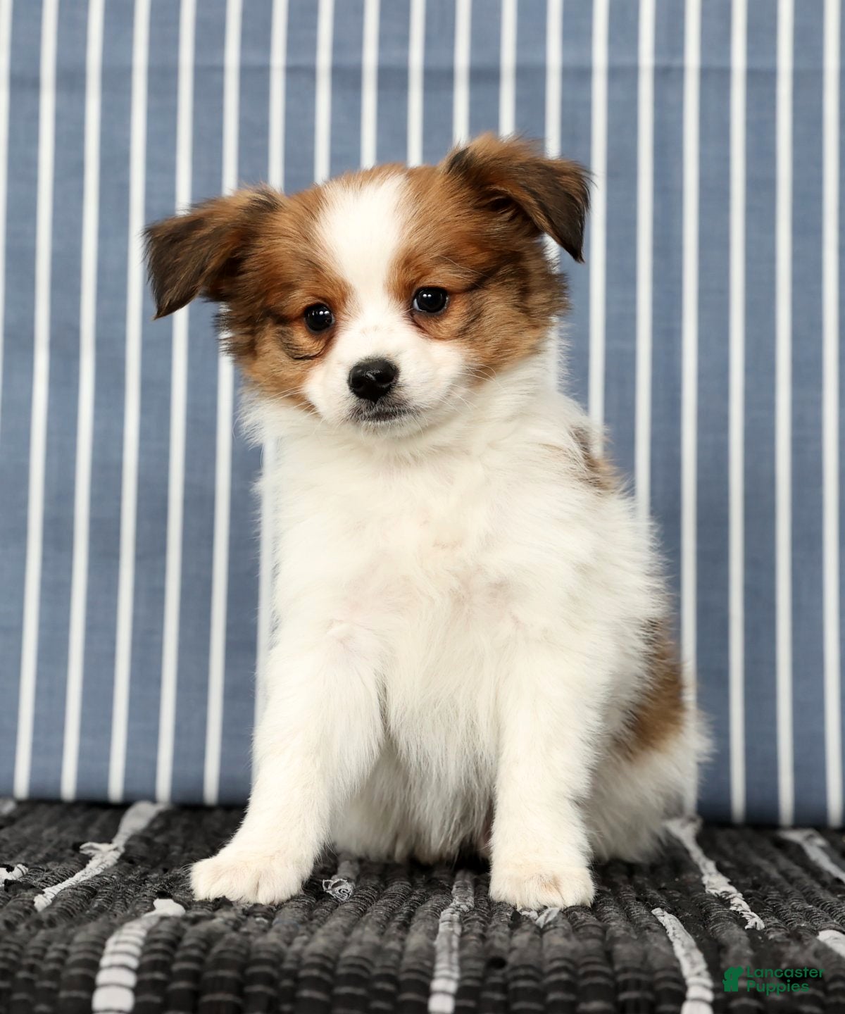 Papillon dogs Mack - Ad 2