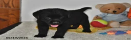 Labrador Retriever dogs for sale: Max - Ad 4