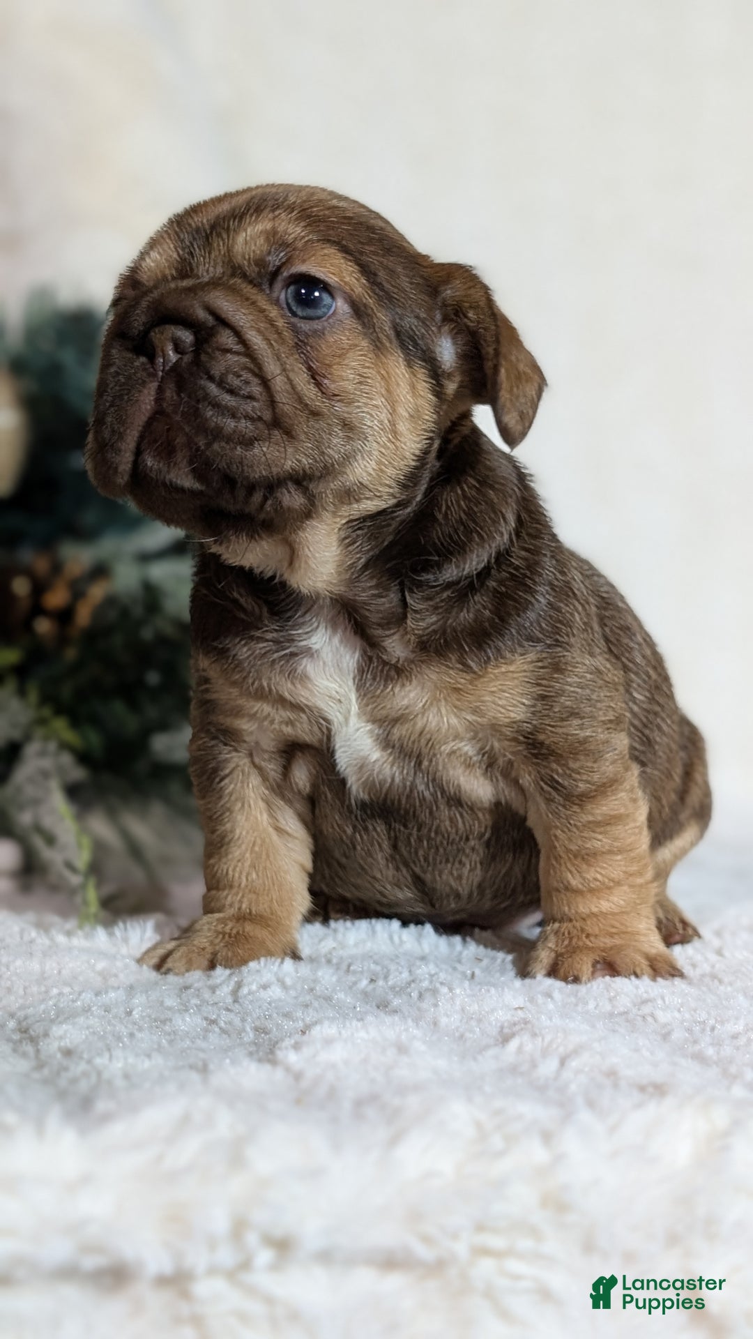 French Bulldog dogs for sale: Tessa - Ad 11
