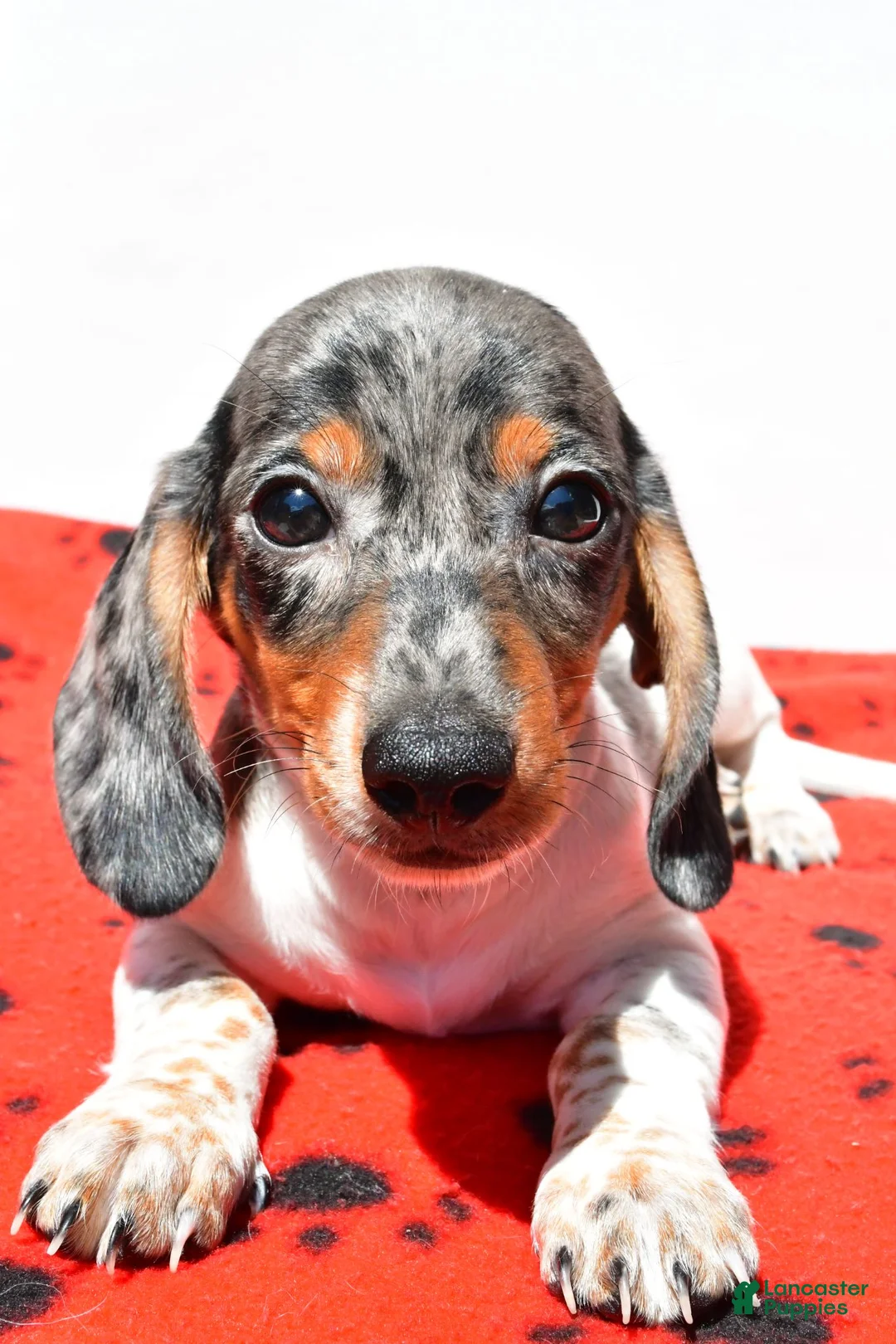 Dachshund dogs for sale: Bo - Ad 7