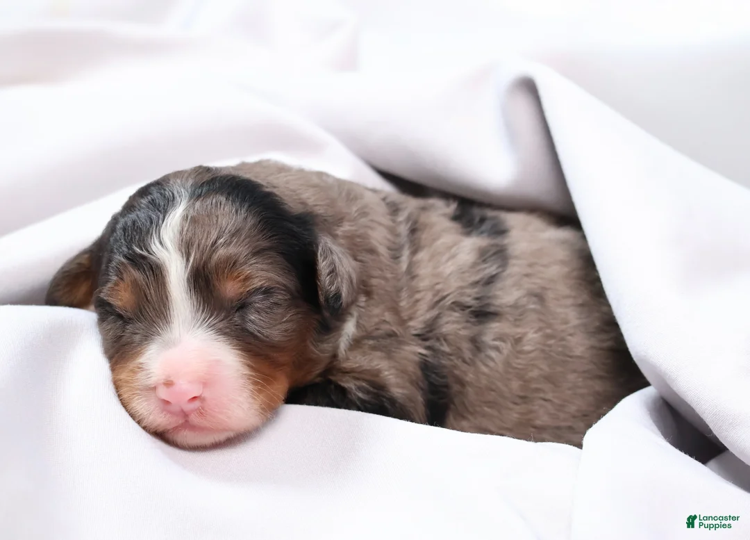 Mini Bernedoodle dogs for sale: Cherish  - Ad 2