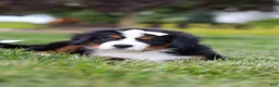Bernese Mountain Dog dogs for sale: Mila - Ad 10