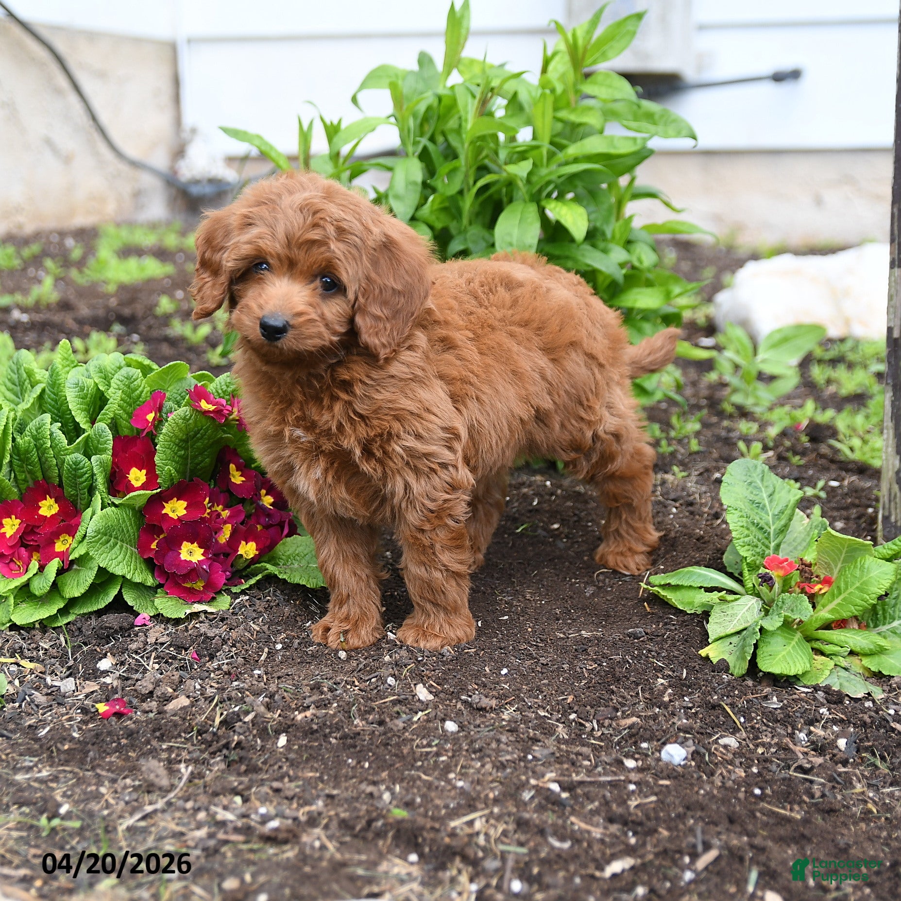 Mini Goldendoodle dogs for sale: Davy - Ad 4