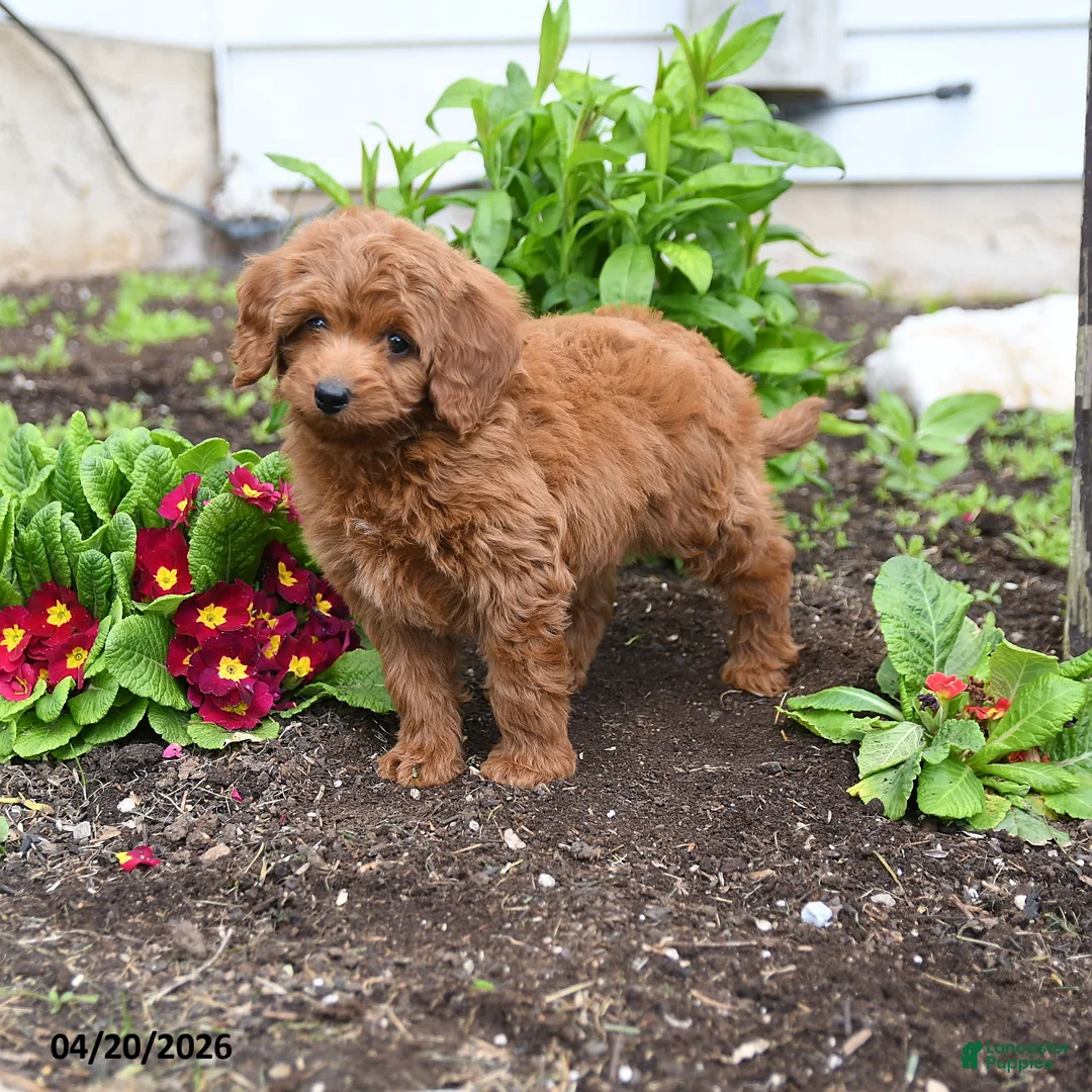 Mini Goldendoodle dogs for sale: Davy - Ad 1