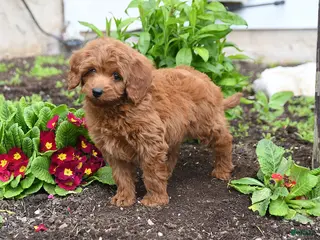 Mini Goldendoodle dogs for sale: Davy - Ad 4