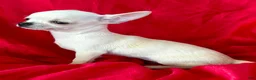 Chihuahua dogs for sale: Lina Apple head - Ad 7