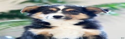 Australian Shepherd dogs for sale: Sasha - Ad 6