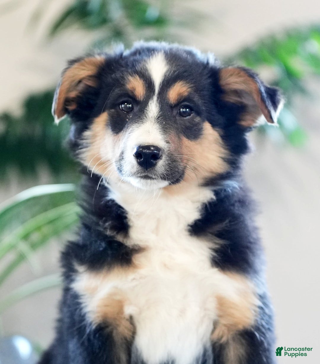 Australian Shepherd dogs for sale: Sasha - Ad 6