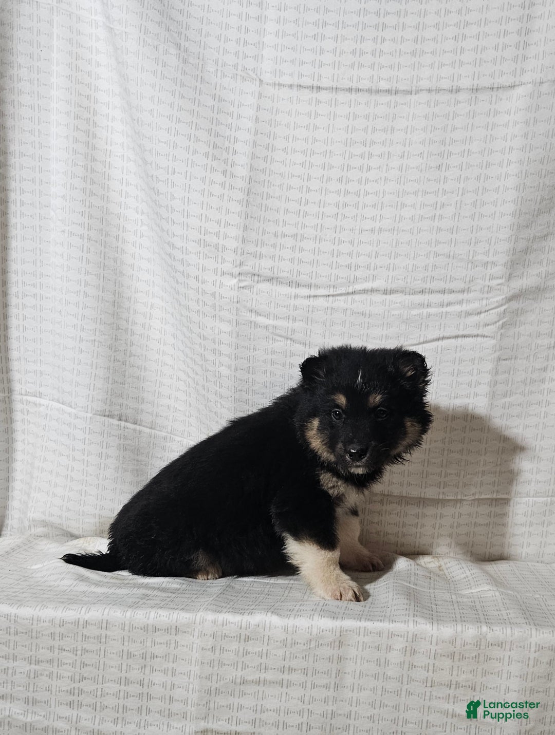 Mixed Breed dogs for sale: Charlie  - Ad 6