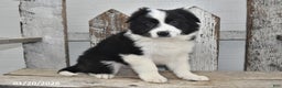 Border Collie dogs for sale: Diesel - Ad 2