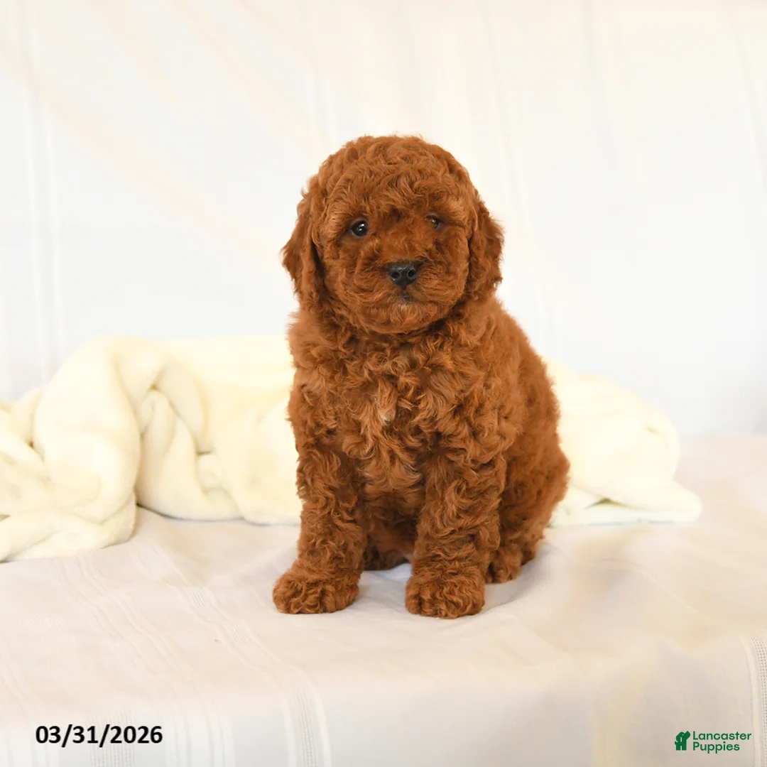 Miniature Poodle dogs for sale: Goldie - Ad 3