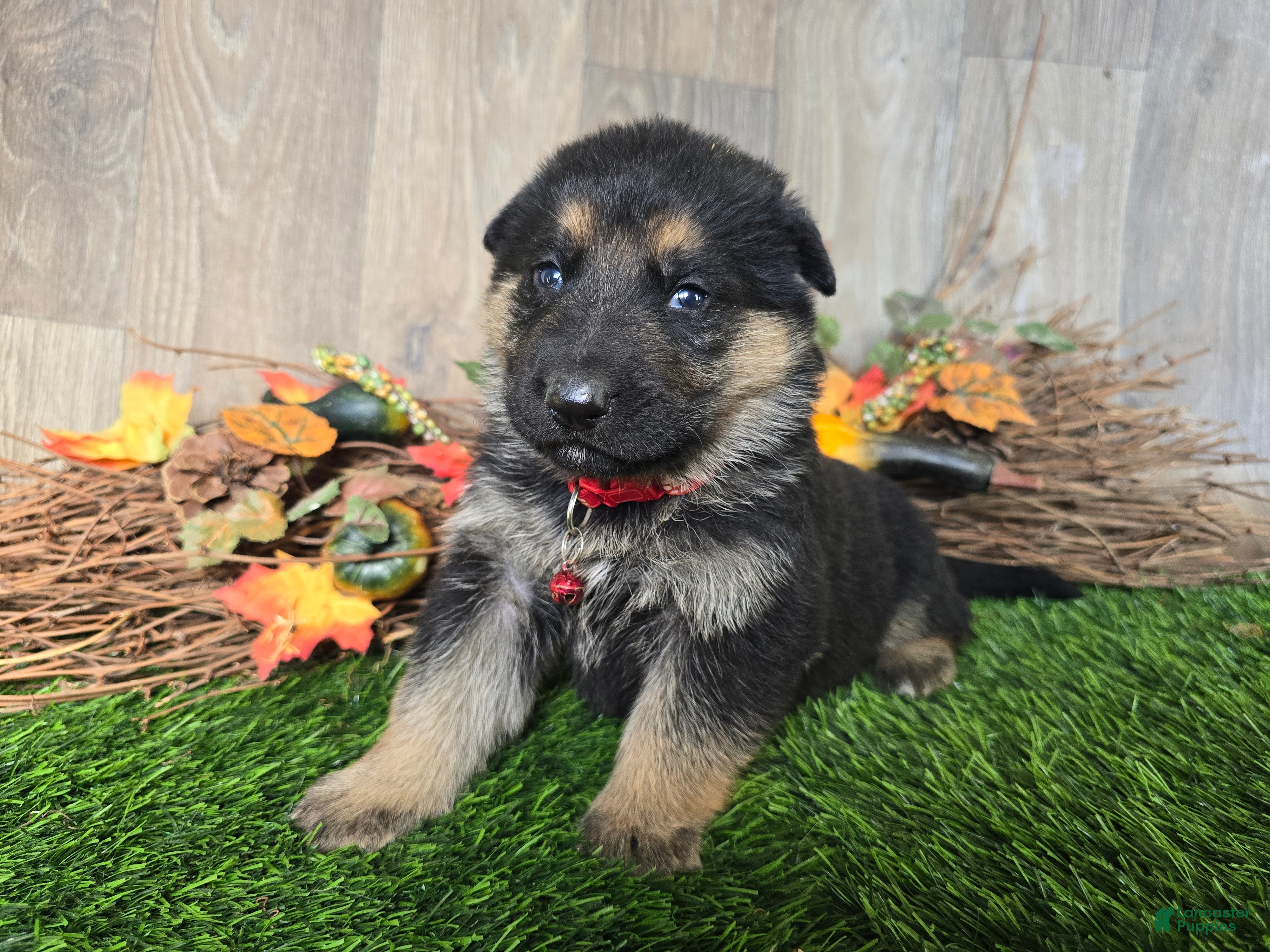 German Shepherd dogs for sale: German Shepherd 3 - Ad 1
