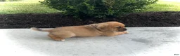 Puggle dogs for sale: Puggle 3 - Ad 4