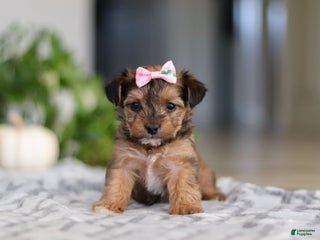 Yorkiepoo dogs - Ad 24