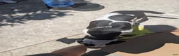 American Pit Bull Terrier dogs for sale: American Pit Bull Terrier Puppy 9 - Ad 9
