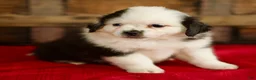 Mixed Breed dogs for sale: Bailey - Ad 4
