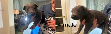 Belgian Malinois 9