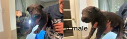 Belgian Malinois dogs for sale: Belgian Malinois 9 - Ad 1
