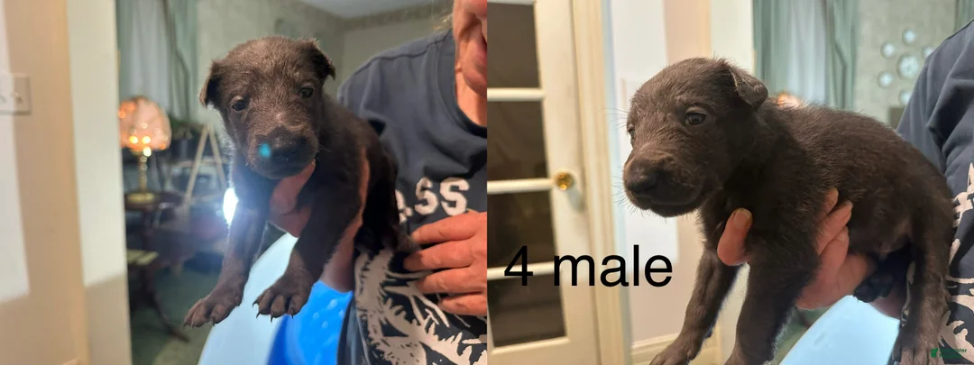 Belgian Malinois dogs for sale: Belgian Malinois 9 - Ad 1