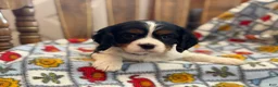 Cavalier King Charles Spaniel dogs for sale: Trixie - Ad 2