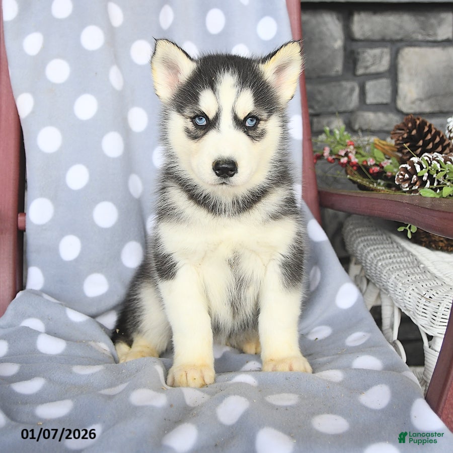 Siberian Husky dogs Cruiser - Ad 14