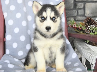 Siberian Husky dogs Cruiser - Ad 26