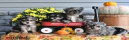 Yorkiepoo dogs for sale: Archie - Ad 3
