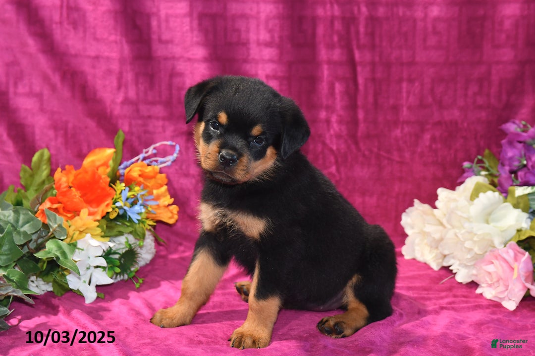 Teacup Miniature Rottweiler Ruby For Sale In Sugarcreek Lancaster