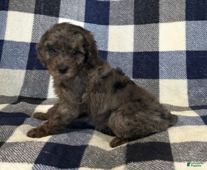 Miniature Poodle dogs for sale: Macy - Ad 6