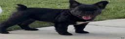 French Bulldog dogs for sale: Harlem - Ad 3