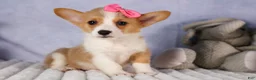 Welsh Corgi Pembroke dogs for sale: Callie  - Ad 3