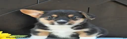 Welsh Corgi Pembroke dogs for sale: Ryder - Ad 3
