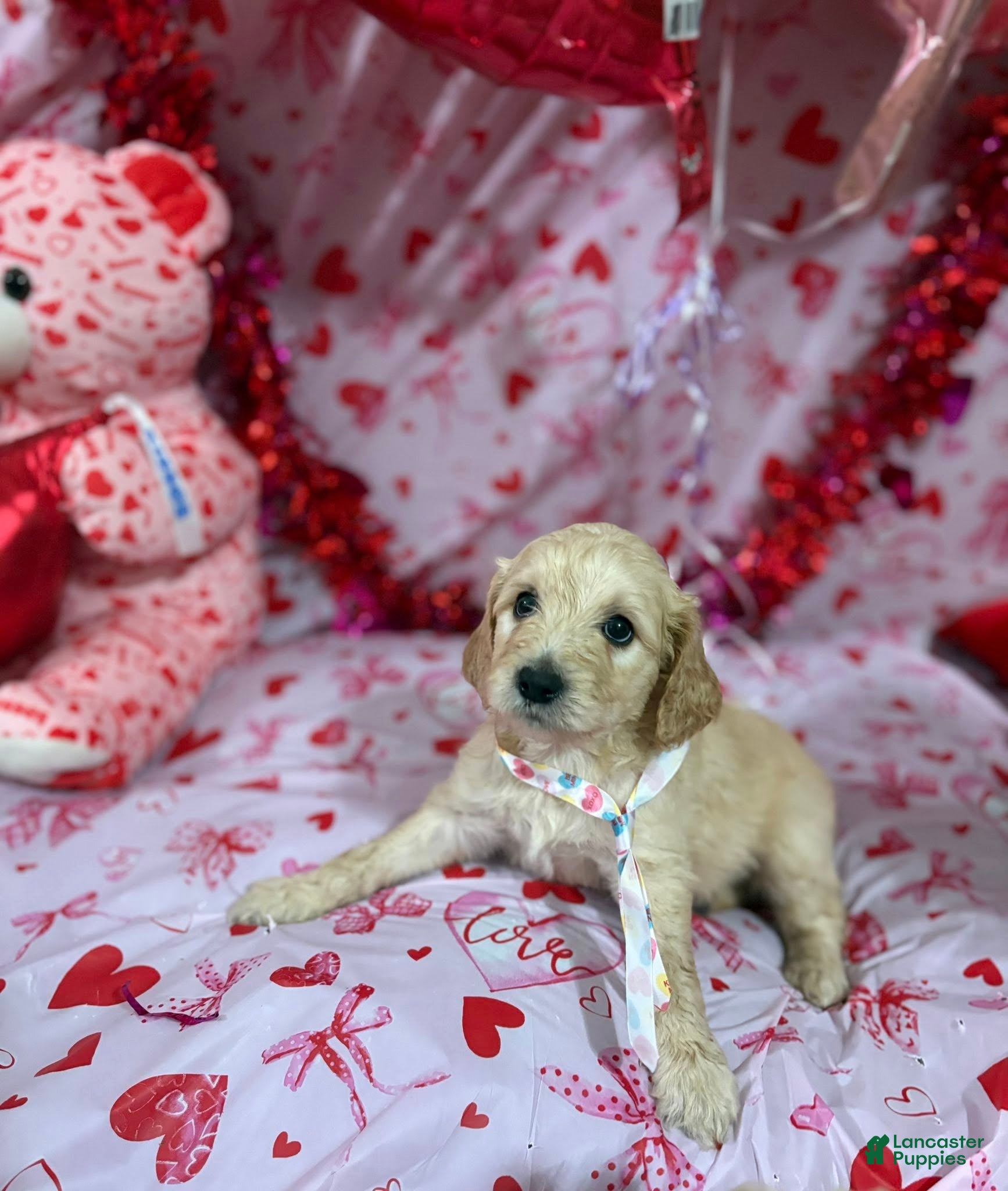 Goldendoodle dogs Goldendoodle Puppy 1 - Ad 20