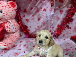 Goldendoodle dogs Goldendoodle Puppy 1 - Ad 20